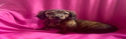Dachshund dogs for sale: Mellow Cup - Ad 3