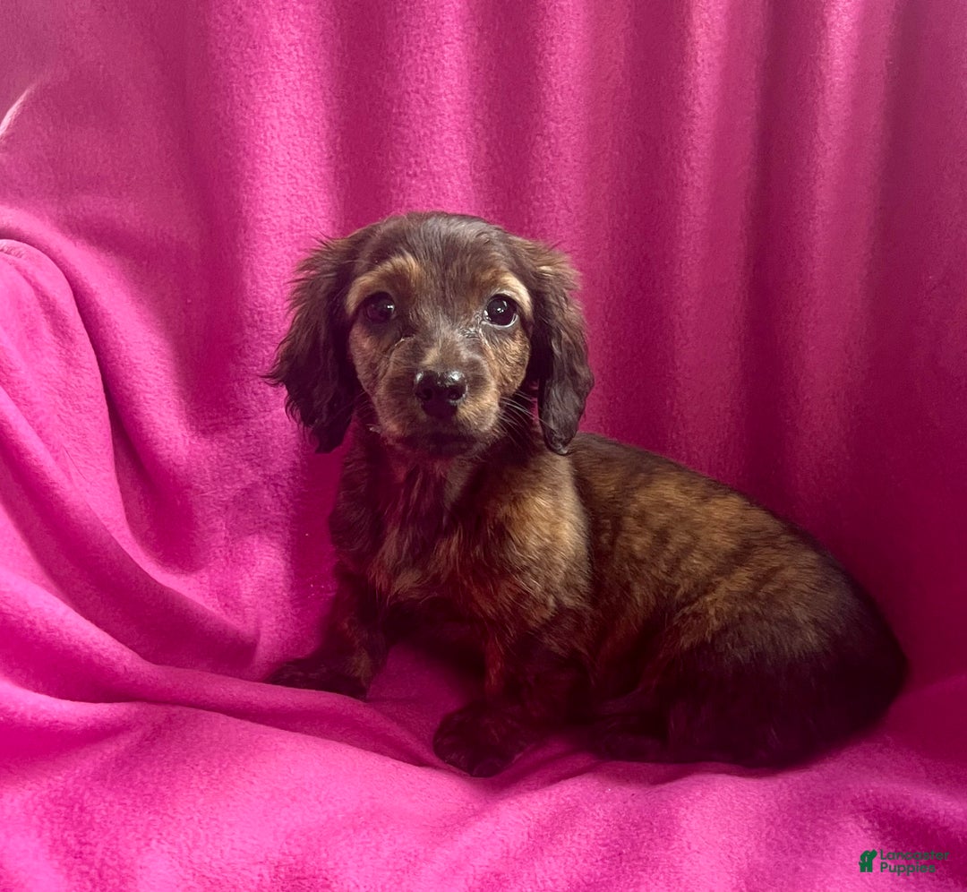 Dachshund dogs for sale: Mellow Cup - Ad 3