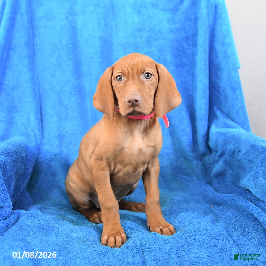 Vizsla dogs Sasha - Ad 8