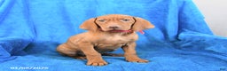 Vizsla dogs for sale: Sasha - Ad 1