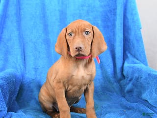 Vizsla dogs Sasha - Ad 12