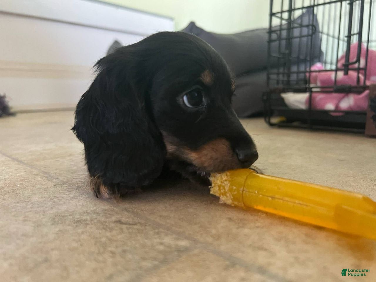 Miniature Dachshund dogs Miniature Dachshund Puppy 3 - Ad 8