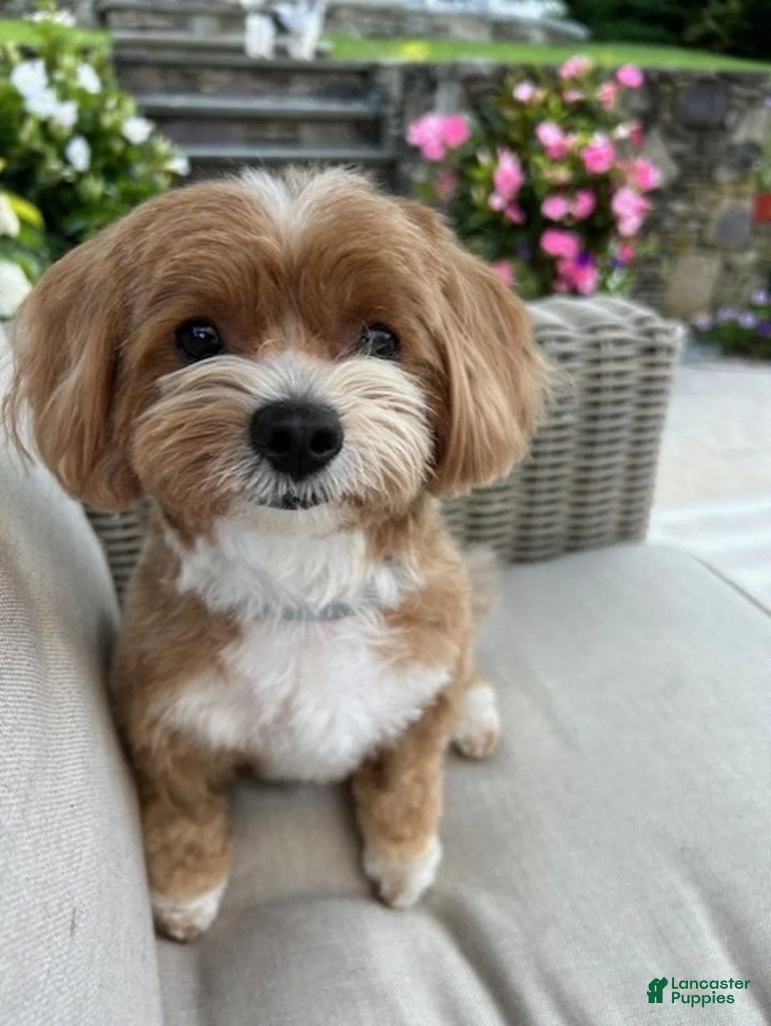 Maltipoo dogs for sale: Missy - Ad 5