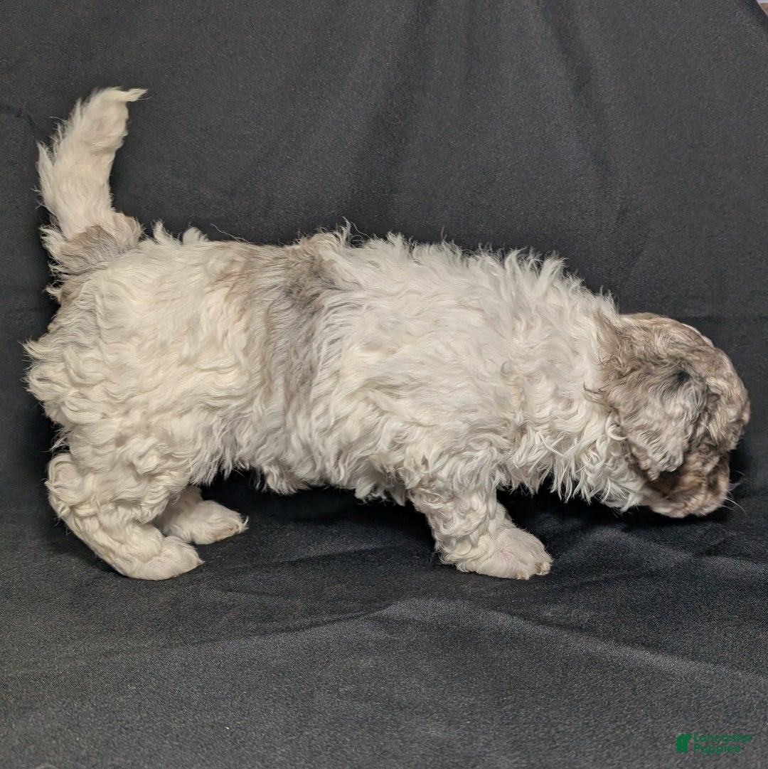 Mixed Breed dogs for sale: Molly  - Ad 3