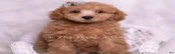Maltipoo dogs for sale: Tweetie - Ad 7