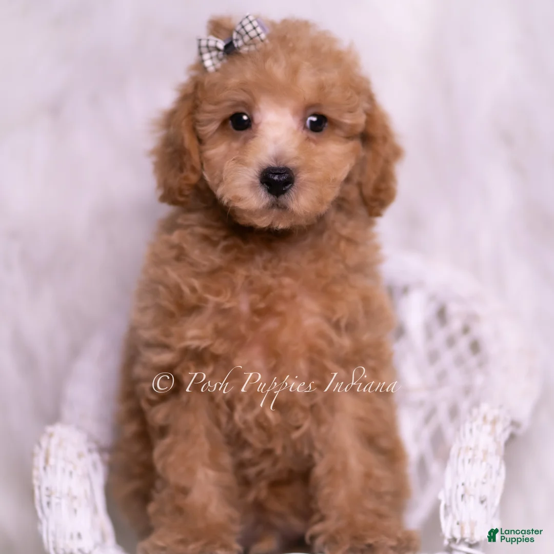 Maltipoo dogs for sale: Tweetie - Ad 7