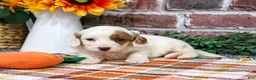 Cavapoo dogs for sale: Astro - Ad 3