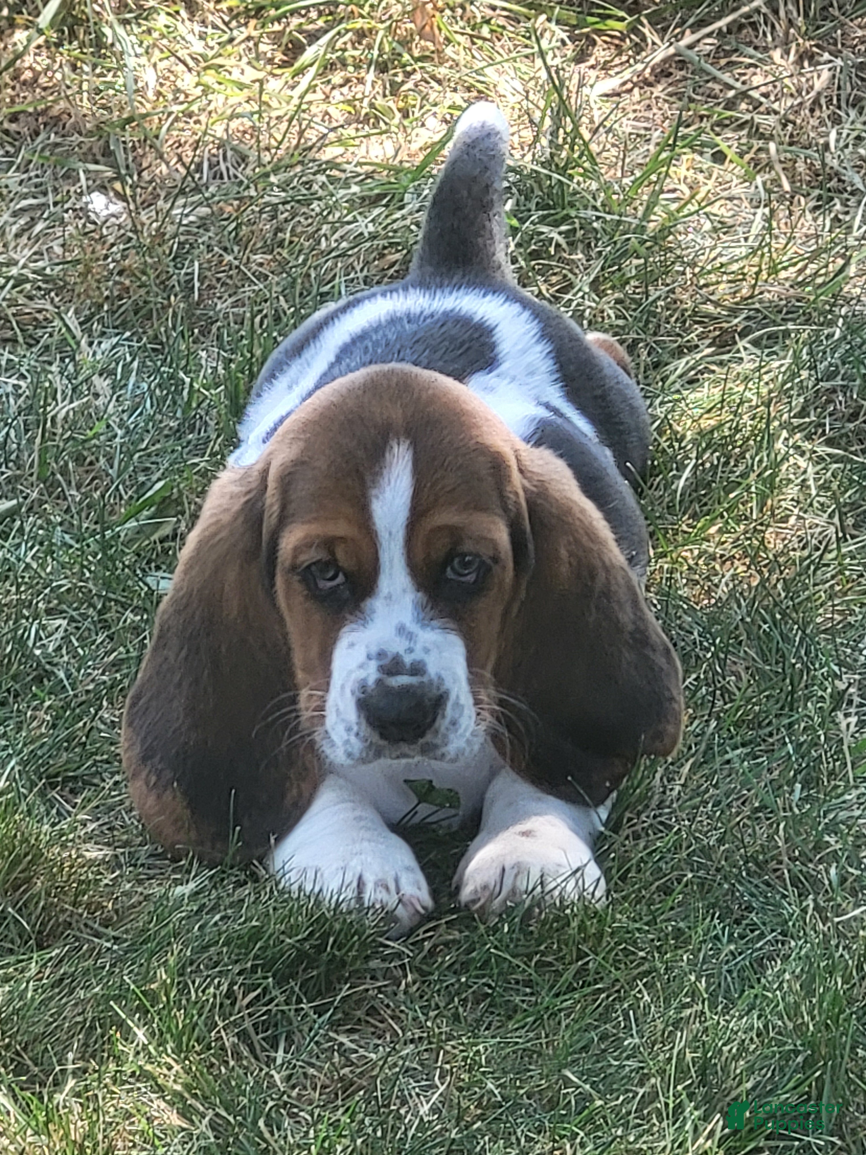 Basset Hound dogs Miss Molly - Ad 17