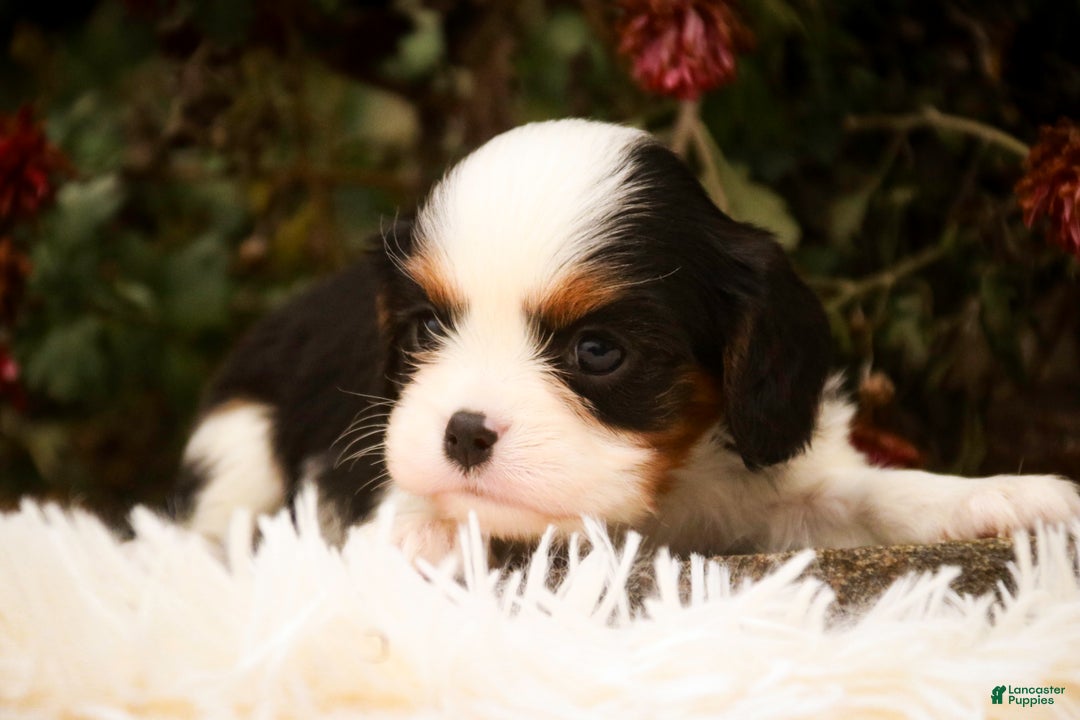 Cavalier King Charles Spaniel dogs for sale: Chester - Ad 3
