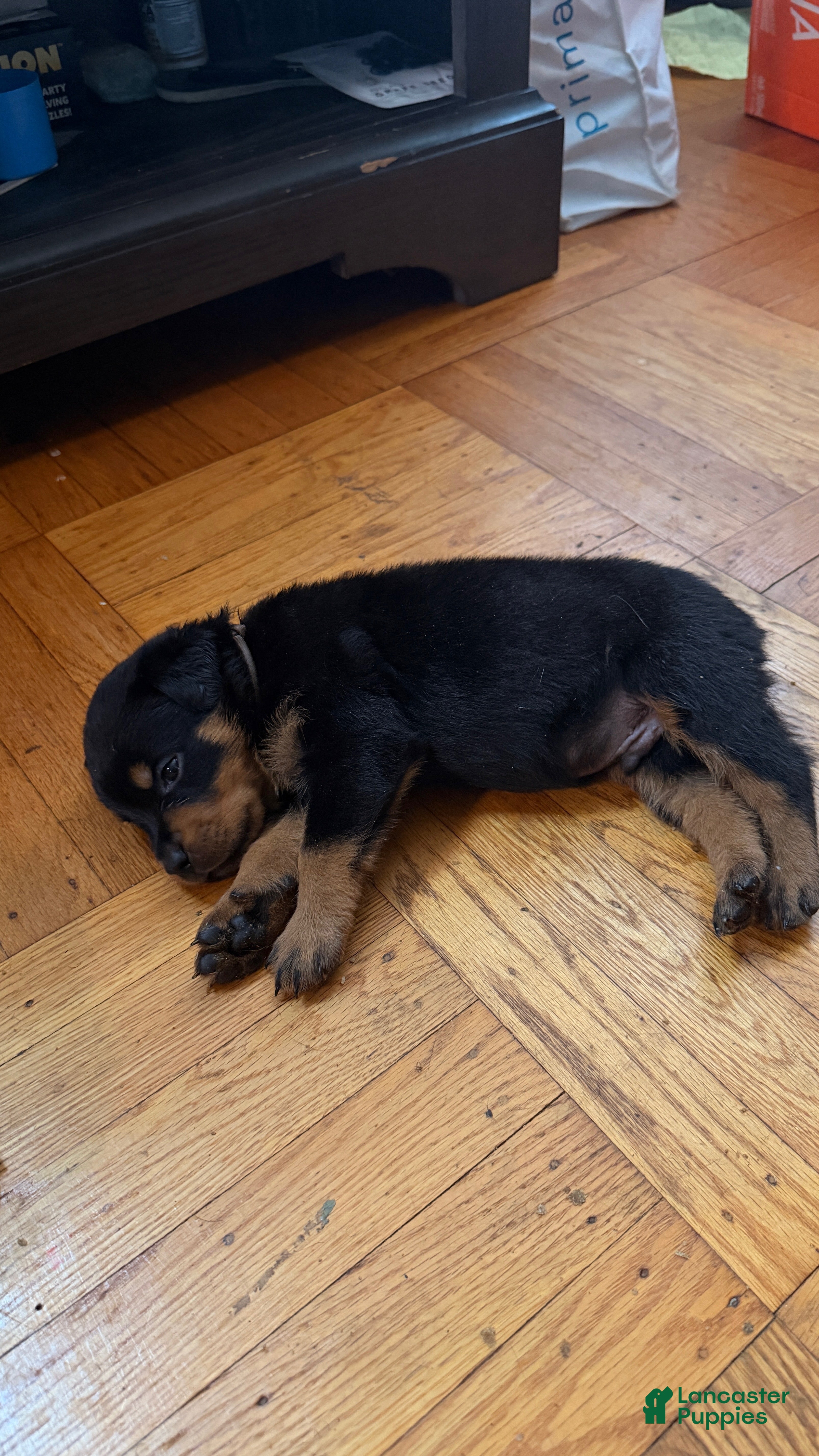 Rottweiler dogs Sage - Ad 3