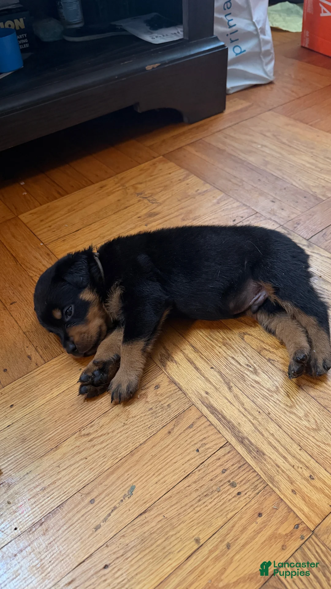 Rottweiler dogs for sale: Sage - Ad 1