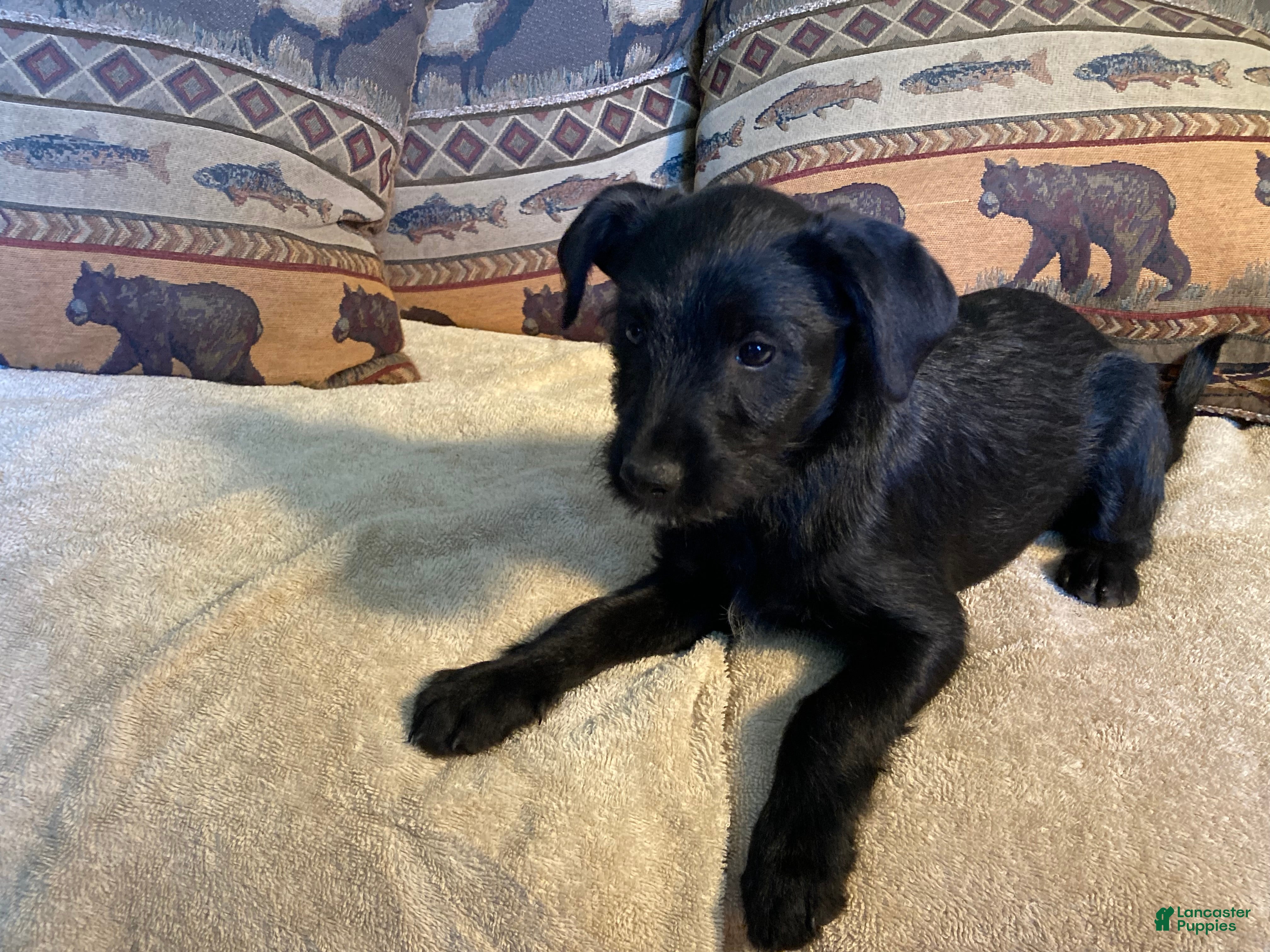 Bordoodle dogs Bordoodle Puppy Panther - Ad 2