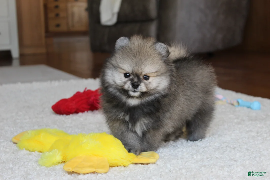 Pomeranian dogs for sale: Teddy - Ad 2