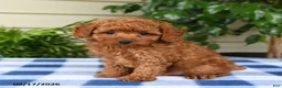 Miniature Poodle dogs for sale: Caleb - Ad 3