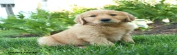 Golden Retriever dogs for sale: Ferdinand - Ad 1