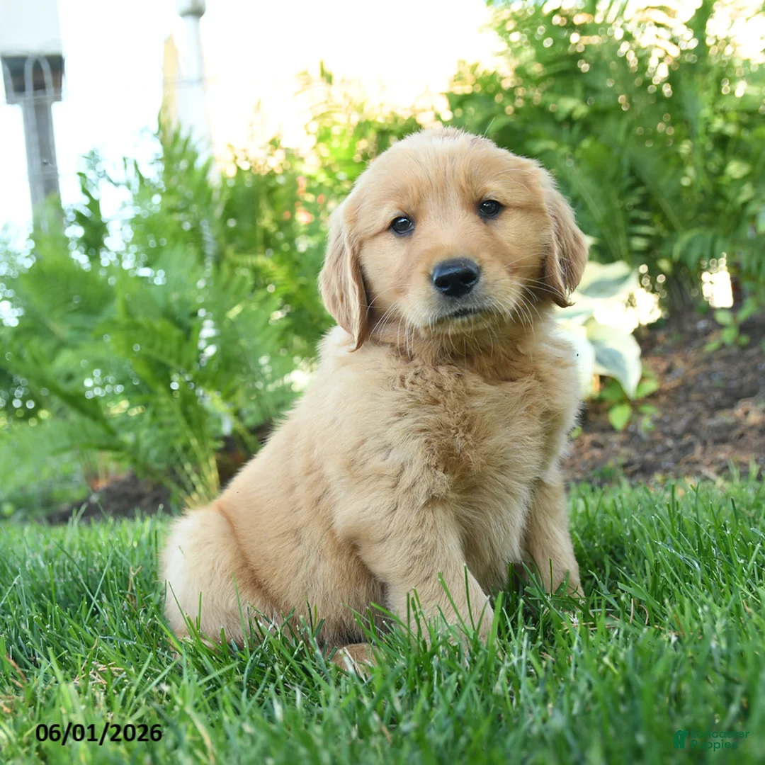 Golden Retriever dogs for sale: Ferdinand - Ad 1