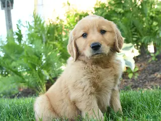 Golden Retriever dogs for sale: Ferdinand - Ad 2