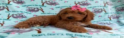 Cavapoo dogs for sale: Blaire - Ad 2