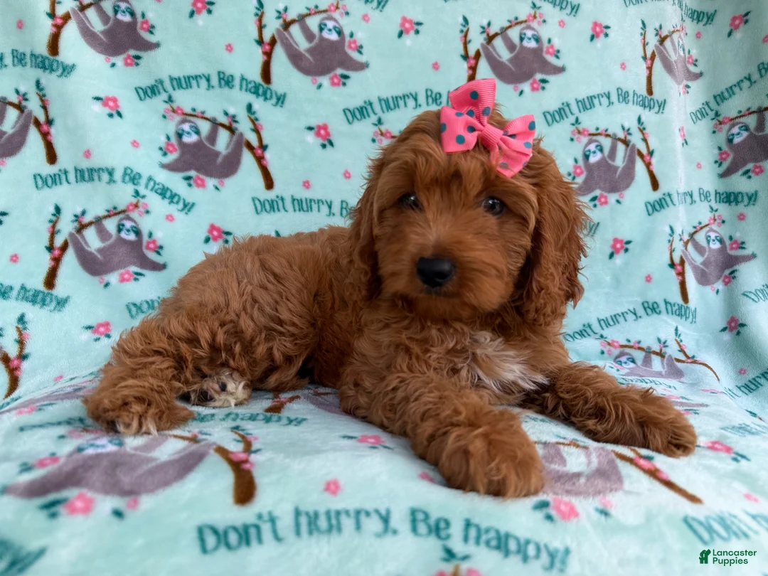 Cavapoo dogs for sale: Blaire - Ad 2