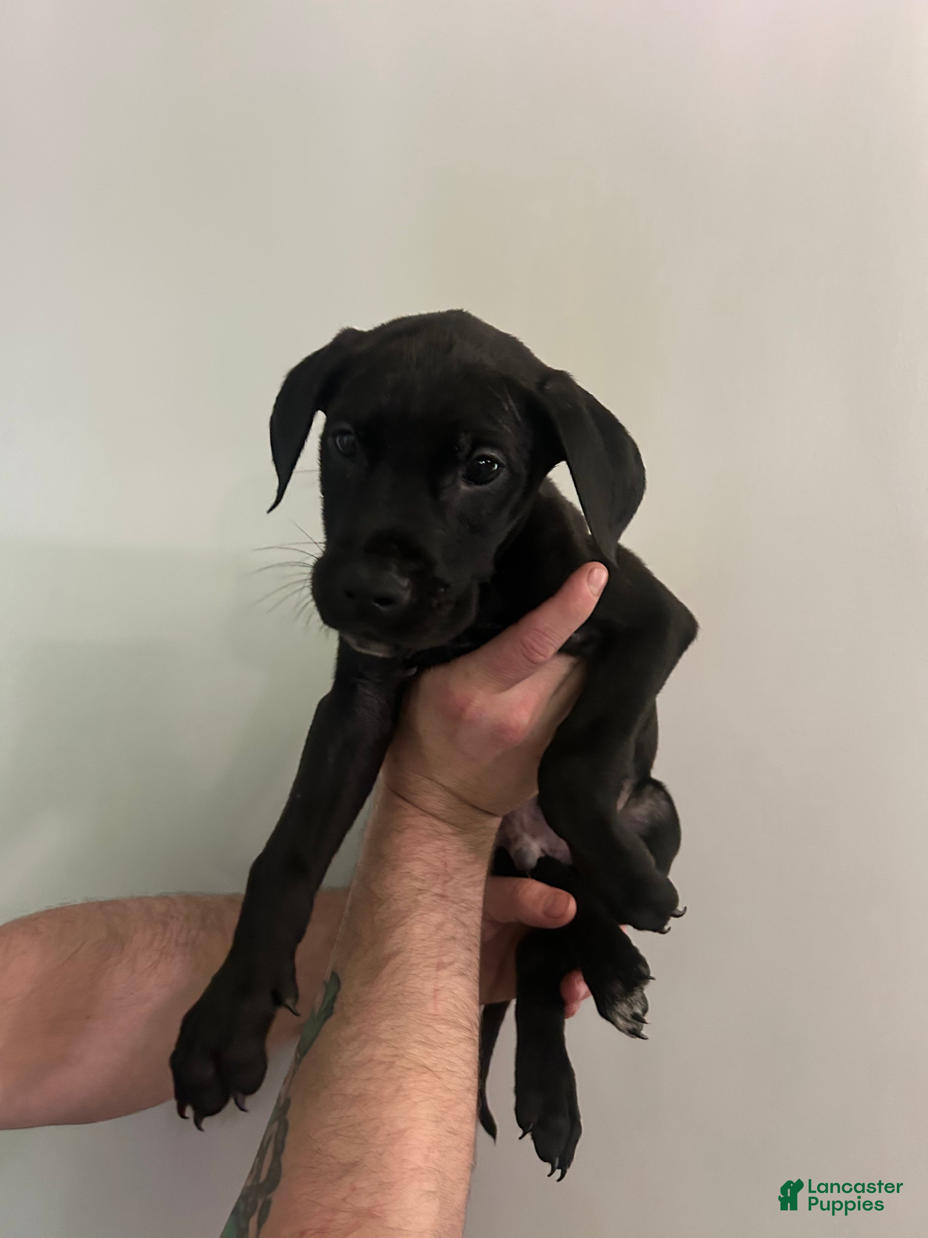 Mixed Breed dogs Puppy 3 - Ad 39