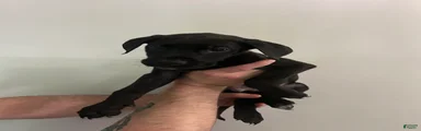Puppy 3