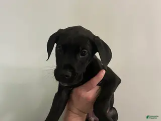 Mixed Breed dogs Puppy 3 - Ad 39