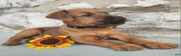 Irish Terrier dogs for sale: Rosy - Ad 4