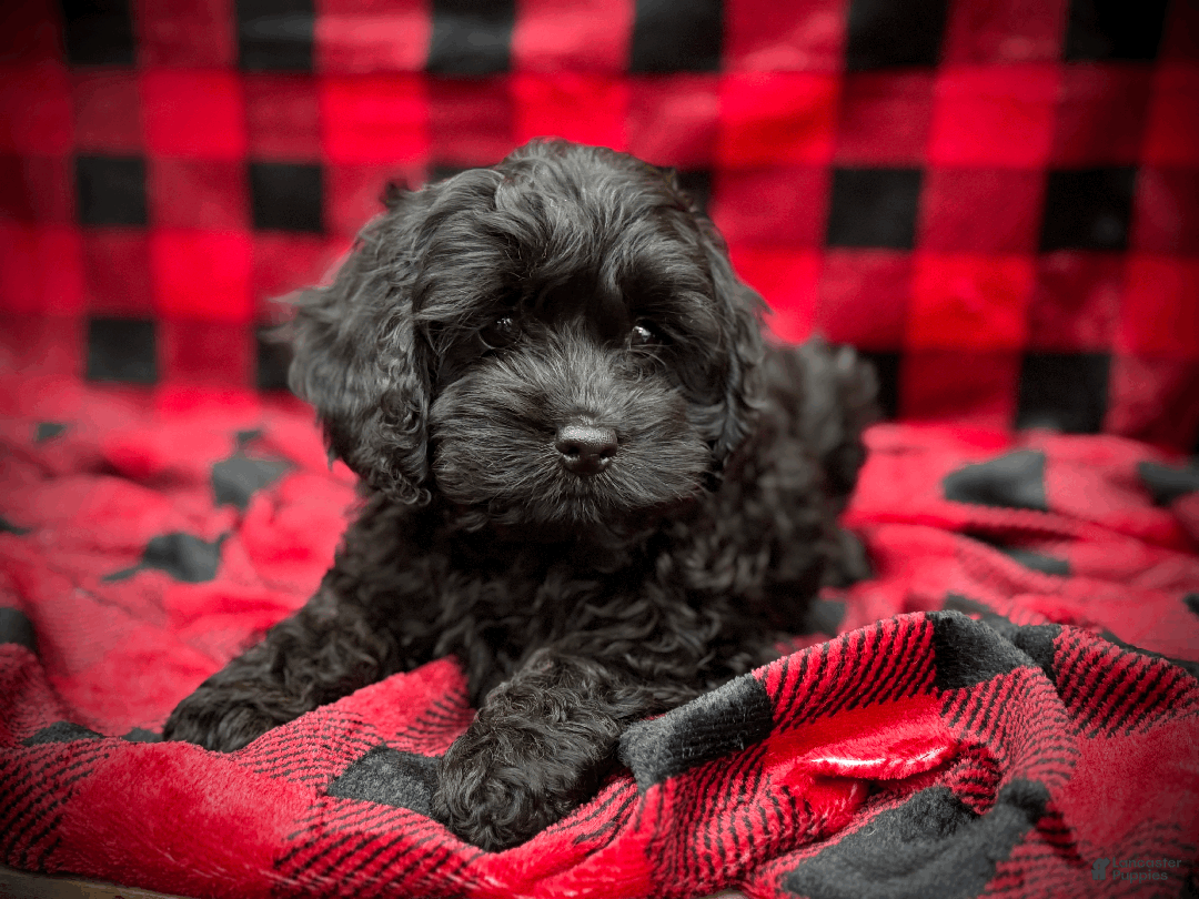 Cockapoo dogs for sale: Autumn  - Ad 3