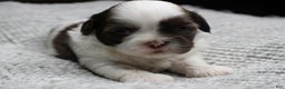 Shih Tzu dogs for sale: Erinie - Ad 5