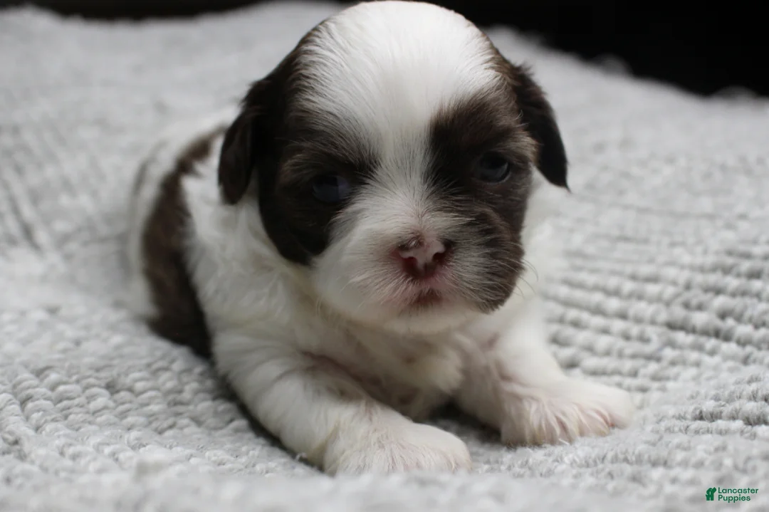 Shih Tzu dogs for sale: Spot - Ad 12