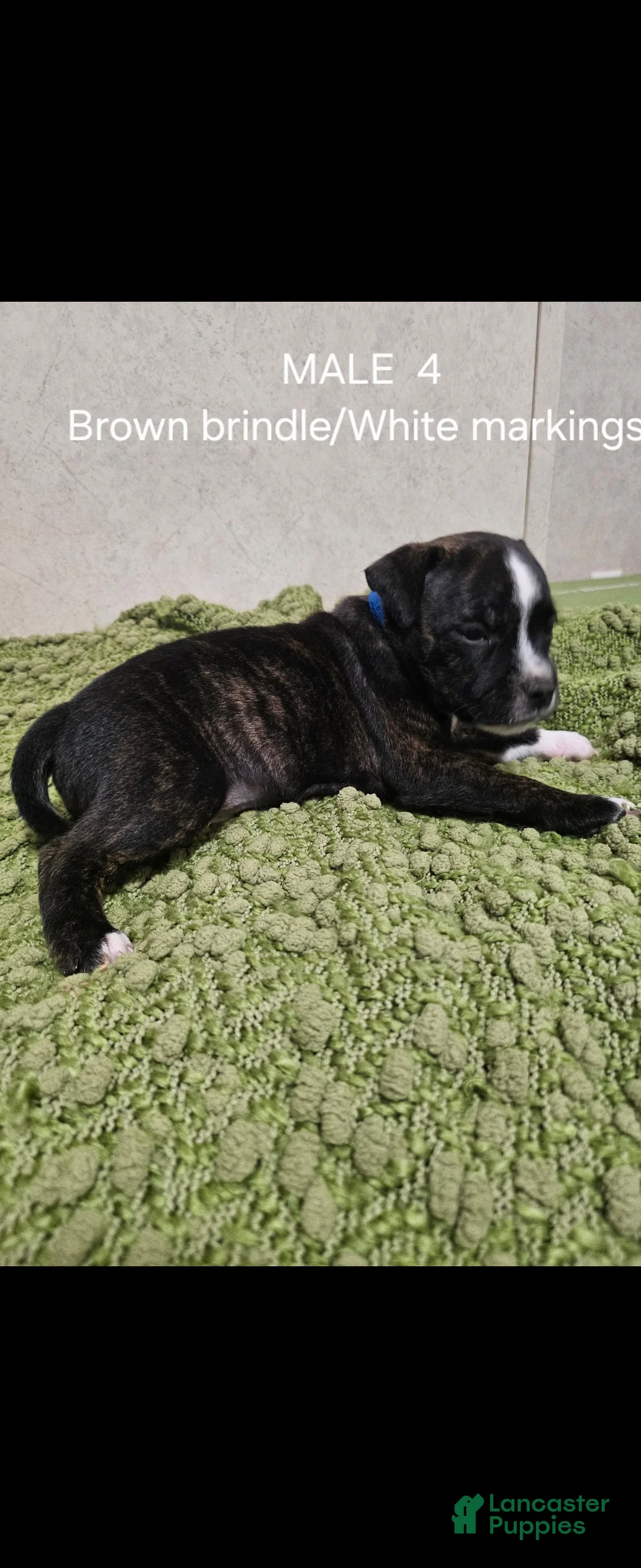 Staffordshire Bull Terrier dogs for sale: Staffordshire Bull Terrier 3 - Ad 2