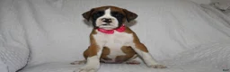 Boxer dogs for sale: Beauty - Ad 3