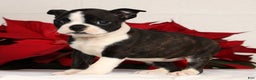 Boston Terrier dogs for sale: Addie - Ad 3