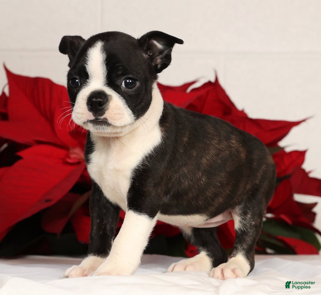 Boston Terrier dogs for sale: Addie - Ad 3