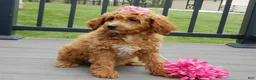 Cavapoo dogs for sale: Penny - Ad 3