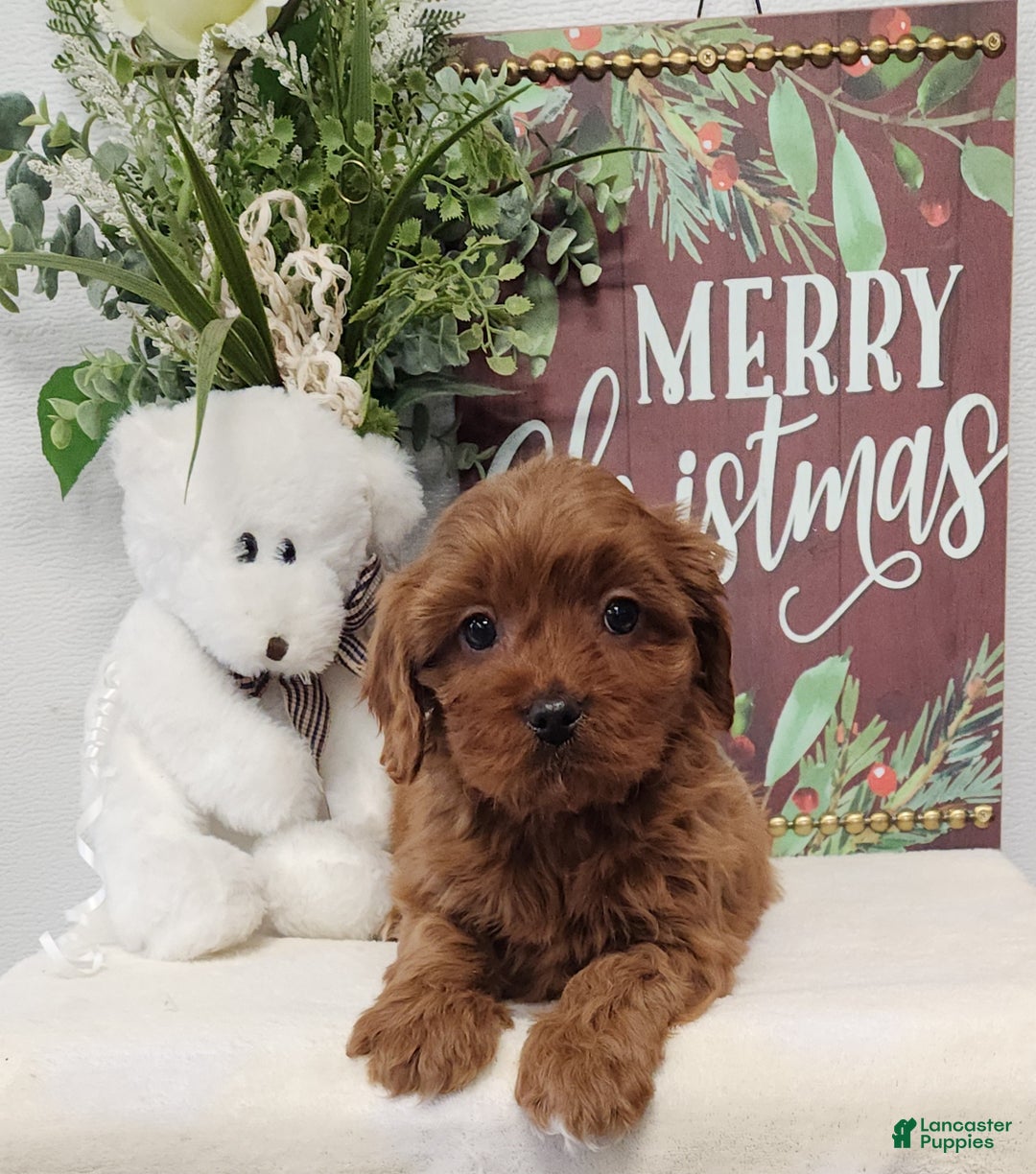Cavapoo dogs for sale: Royce - Ad 3