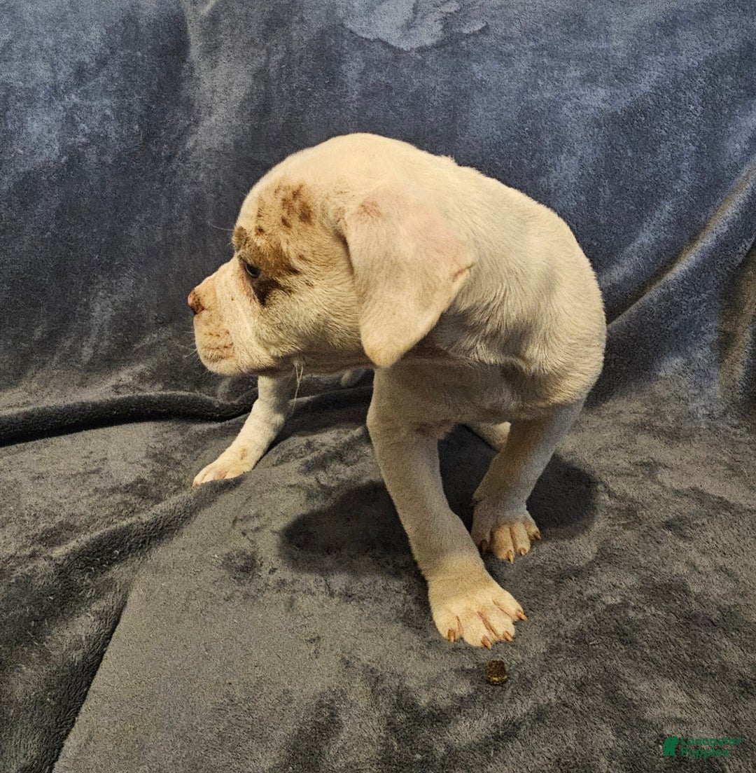 Alapaha Blue Blood Bulldog dogs for sale: Alapaha Blue Blood Bulldog Puppy 2 - Ad 4