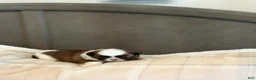 Shih Tzu dogs for sale: Minnie - Ad 6