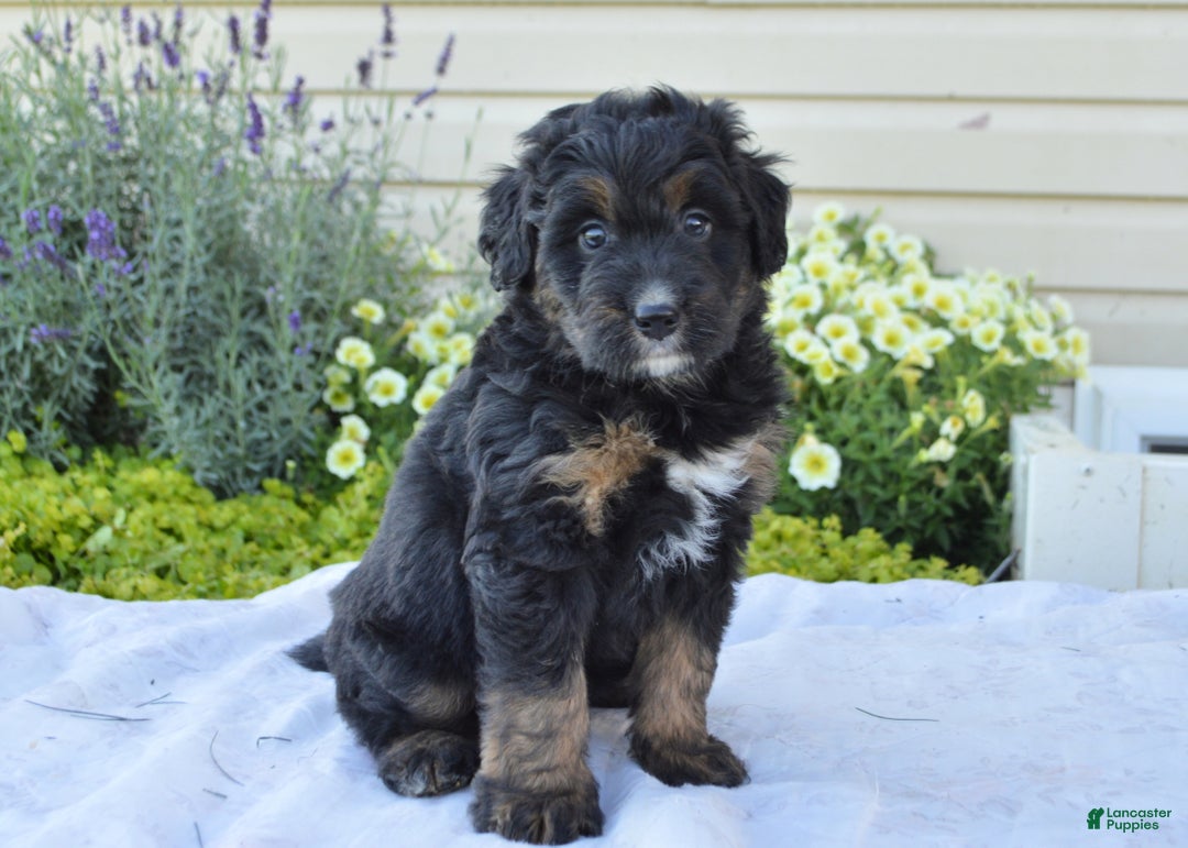 Dog Poodle Labradoodle Bernese Mountain Dog Mix Labradoodle