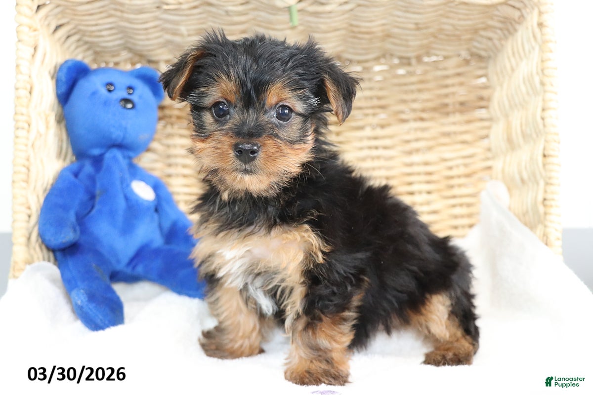 Yorkshire Terrier dogs Comet - Ad 1