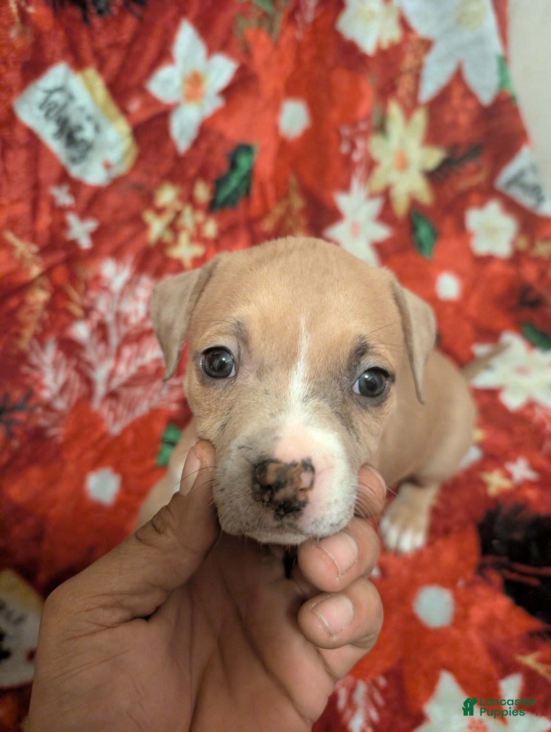 American Bully dogs for sale: American Bully Puppy 2 - Ad 2