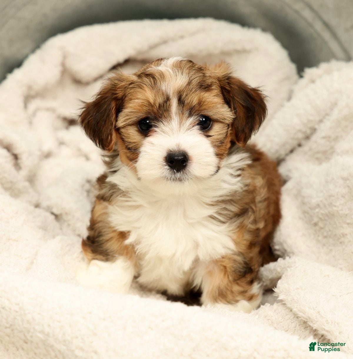 Yorkiepoo dogs Lincoln - Ad 2