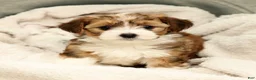 Yorkiepoo dogs for sale: Lincoln - Ad 2