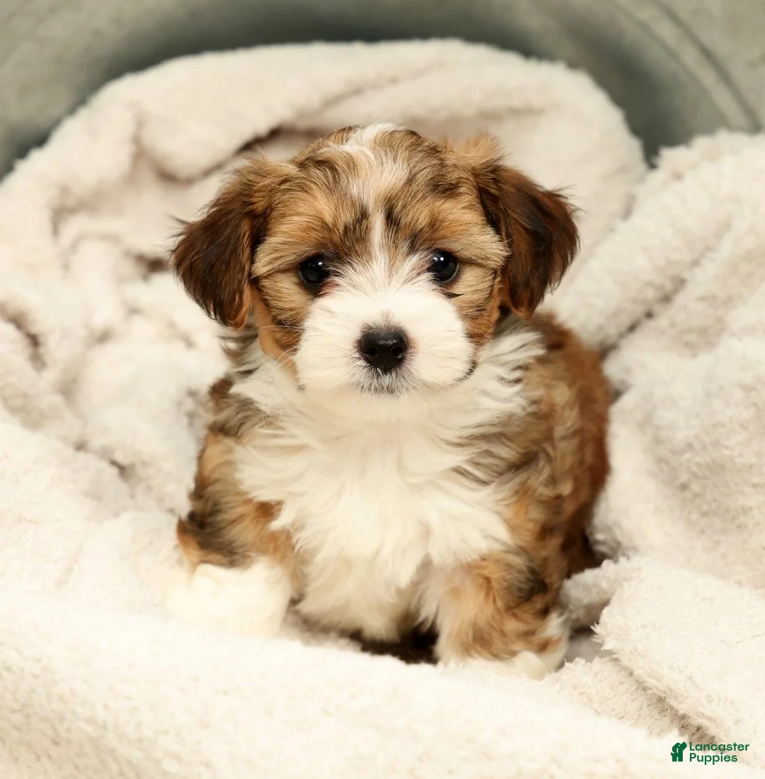 Yorkiepoo dogs for sale: Lincoln - Ad 2