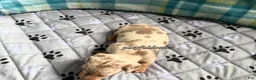 Miniature Dachshund dogs for sale: Isabella dapple smooth coat female AKC  - Ad 5