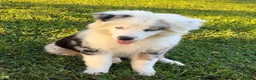 Australian Shepherd dogs for sale: Blue - Ad 6