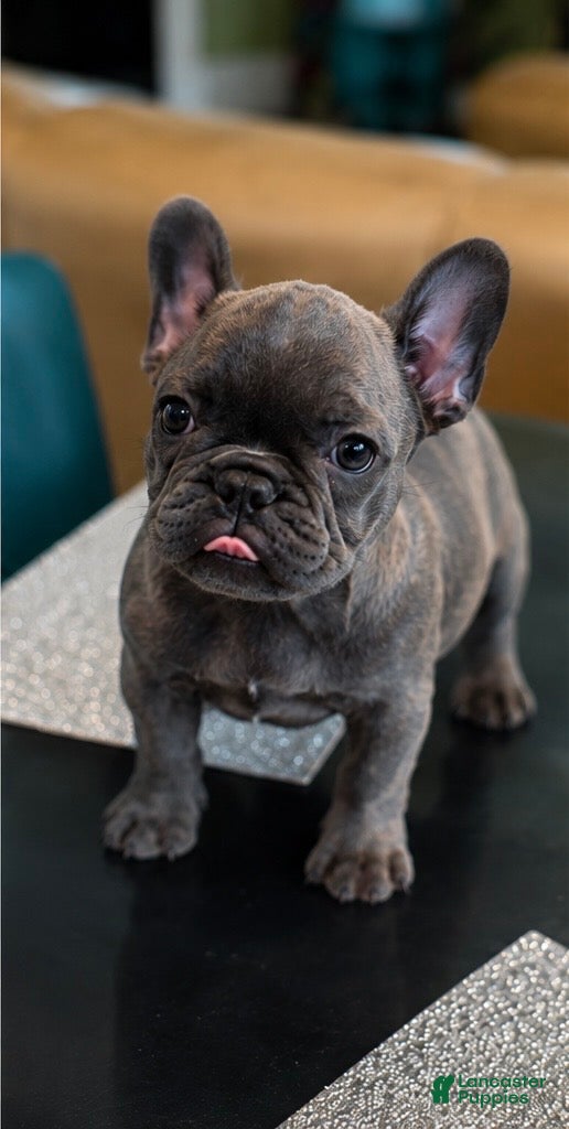French Bulldog dogs  MUFFIN - Ad 1