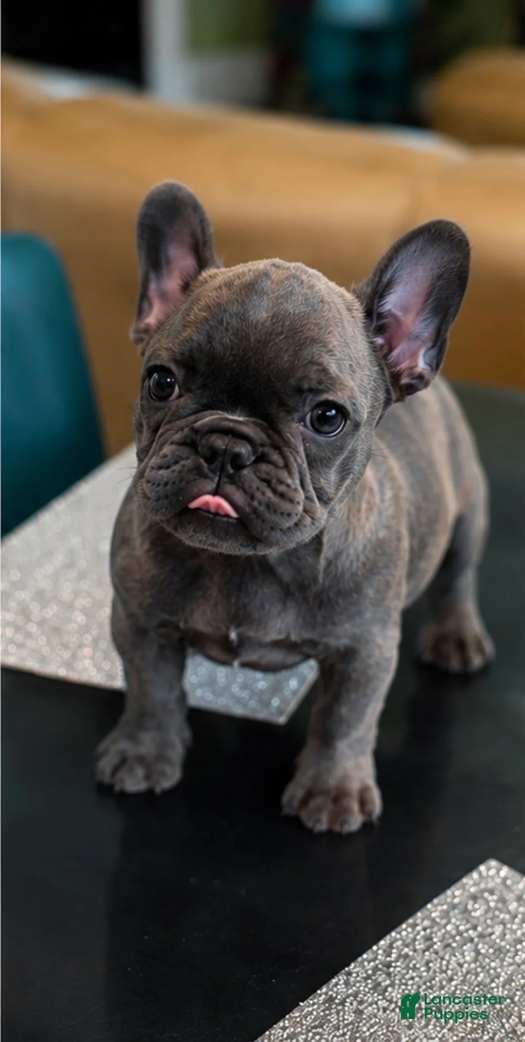 French Bulldog dogs for sale:  MUFFIN - Ad 1