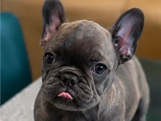 French Bulldog dogs for sale: MUFFIN - Ad 1