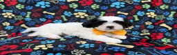 Shih Tzu dogs for sale: Shep - Ad 4